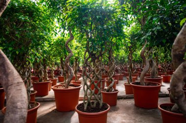 Farklı yeşil tropikal ve egzotik iç palmiyelerin ve Hollanda 'nın kuzeyindeki Westland kentindeki Glasshouse' da bitkilerin yetiştirilmesi. Tropikal bitki endüstrisi.