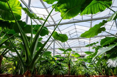 Farklı yeşil tropikal ve egzotik iç palmiyelerin ve Hollanda 'nın kuzeyindeki Westland kentindeki Glasshouse' da bitkilerin yetiştirilmesi. Tropikal bitki endüstrisi.