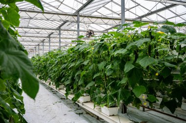 Lezzetli organik yeşil salatalık sebzeleri büyük Hollanda serasında yetişiyor, her gün hasat yapılıyor.