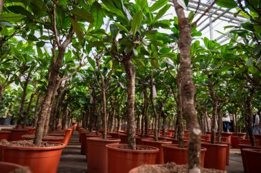 Farklı yeşil tropikal ve egzotik iç palmiyelerin ve Hollanda 'nın kuzeyindeki Westland kentindeki Glasshouse' da bitkilerin yetiştirilmesi. Tropikal bitki endüstrisi.