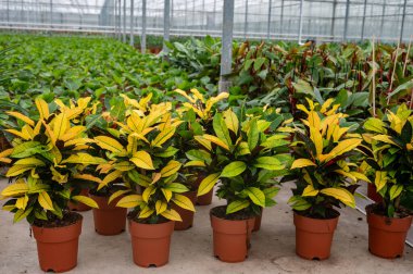 Farklı yeşil tropikal ve egzotik deniz manzaralı bitkilerin yetiştirilmesi Westland, Kuzey Hollanda 'daki Glasshouse' da bitkiler Flora endüstrisi Hollanda 'da.