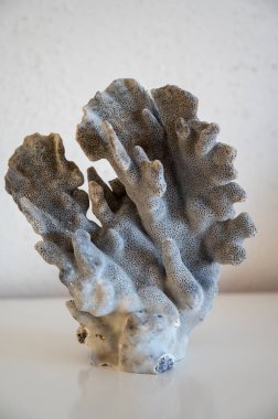 Sert mavi mercan taşı, su altında doğa yakın plan