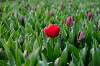 Hollanda baharı, Nisan 'da tarlalarda açan kırmızı laleler ve Hollanda' nın kuzeyinde Lisse yakınlarında olabilir.