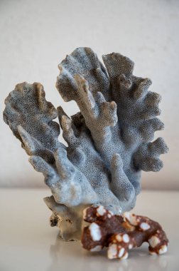 Sert mavi ve koyu mercan taşları, sualtı doğa arka planı...