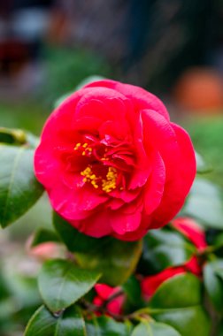 Kamelya 'nın büyük çiçekleri, çalılar ya da ağaçlar, çiçek açan bitkiler.