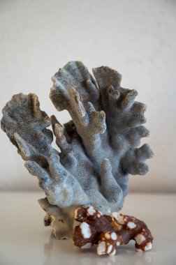 Sert mavi ve koyu mercan taşları, sualtı doğa arka planı...