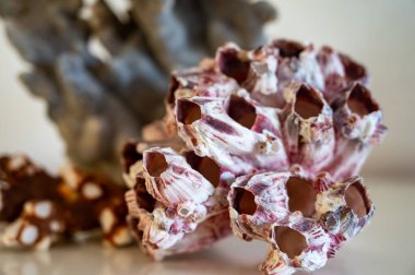 Sert mavi ve pembe mercan taşları, sualtı doğa arka planı...