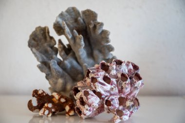 Sert mavi ve pembe mercan taşları, sualtı doğa arka planı...