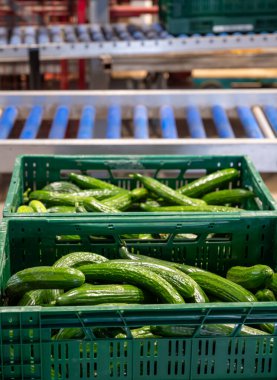 Hollanda serasında taze toplanmış yeşil salatalıkların bakımı ve ambalajı, Hollanda 'da tarım
