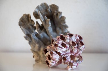 Sert mavi ve pembe mercan taşları, sualtı doğa arka planı...