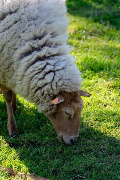 Hayvan Koleksiyonu Genç Yaşlı Koyunlar Baharda Belçika Haspengouw Yeşil Çayırlar — Stok fotoğraf