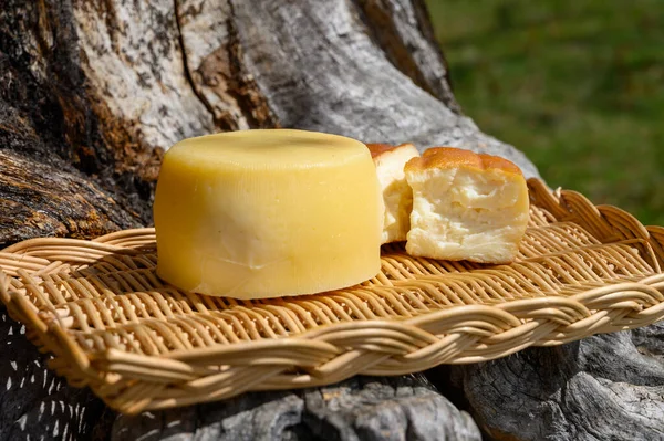 Nek Keçi Koyundan Yapılan Farklı Cantabrian Peynirleri Çiftçilerin Peynir Dükkanlarında — Stok fotoğraf
