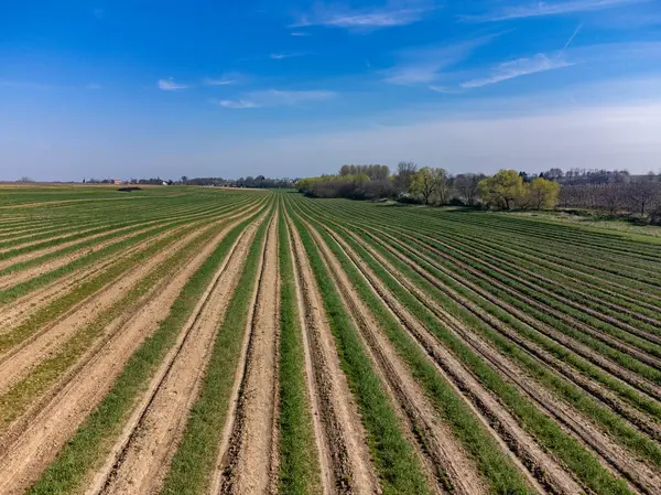 Výhonky Zeleného Chřestu Pěstované Ekologických Polích Limburgu Belgie Letecký Pohled — Stock fotografie