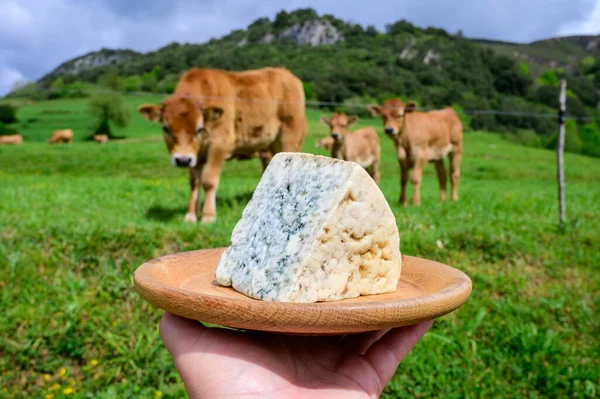 stock image Cabrales, artisan blue cheese made by rural dairy farmers in Asturias, Spain from unpasteurized cows milk or blended with goat or sheep milk with Picos de Europa mountains