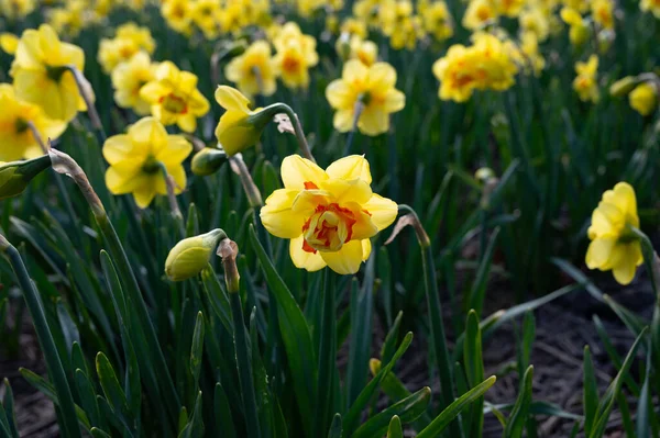 Nederlandse Lente Kleurrijke Gele Narcissen Bloemen Bloei Akkers April Bij — Stockfoto