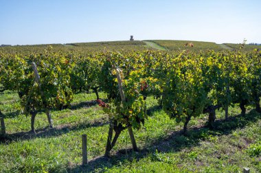 Bordeaux, Pauillac 'taki Haut-Medoc üzüm bağları ve Gironde Estuary, Fransa' nın sol kıyısındaki çeşitli kırmızı Cabernet Sauvignon üzümleri Eylül ayında hasat etmeye hazır.