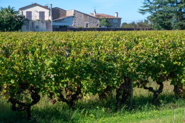 Barsac köyündeki Sauternes üzüm bağlarındaki Semillon üzümlerini hasat etmeye hazır ve nazır Botrytis cinerea soylu çürümesinden etkilenmiş, Fransa Bordeaux 'daki tatlı Sauternes şaraplarından yapılmış