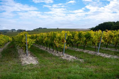 Konyak beyaz şarap bölgesinde hasat zamanı, Charente, ugni blanc üzümü hasadı için hazır konyak güçlü ruhlar damıtma, Yeni Aquitaine, Fransa