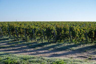 Bordeaux 'daki Margeaux köyünde çeşitli Haut-Medoc üzüm bağları, Fransa' nın Gironde Estuary bankasının sol kıyısında toplanmaya hazır kırmızı Cabernet Sauvignon üzüm bağları Eylül ayında