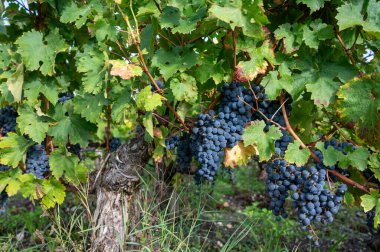 Bordeaux 'daki Haut-Medoc üzüm bağlarının çeşitli kırmızı Cabernet Sauvignon üzümleriyle yeşil üzüm bağları, Gironde Estuary, Fransa' nın sol kıyısı, hasat için hazır.