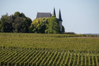 Bordeaux, Gironde Estuary, Fransa 'nın sol kıyısındaki St-Estephe köyündeki kırmızı Cabernet Sauvignon ve Merlot üzümlü çeşitli üzüm bağlarına bakın.