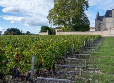 Bordeaux 'daki Margeaux köyünde çeşitli Haut-Medoc üzüm bağları, Fransa' nın Gironde Estuary bankasının sol kıyısında toplanmaya hazır kırmızı Cabernet Sauvignon üzüm bağları Eylül ayında