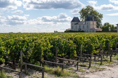 Bordeaux 'daki Margeaux köyünde çeşitli Haut-Medoc üzüm bağları, Fransa' nın Gironde Estuary bankasının sol kıyısında toplanmaya hazır kırmızı Cabernet Sauvignon üzüm bağları Eylül ayında