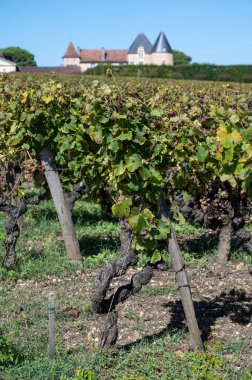 Barsac köyündeki Sauternes üzüm bağlarındaki Semillon üzümlerini hasat etmeye hazır ve nazır Botrytis cinerea soylu çürümesinden etkilenmiş, Fransa Bordeaux 'daki tatlı Sauternes şaraplarından yapılmış
