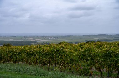 Konyak beyaz şarap bölgesinde hasat zamanı, Charente, ugni blanc üzümü hasadı için hazır konyak güçlü ruhlar damıtma, Yeni Aquitaine, Fransa