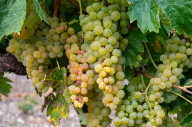 Harvest time in Cognac white wine region, Charente, ripe ready to harvest ugni blanc grape uses for Cognac strong spirits distillation, Nouvelle-Aquitaine, France clipart