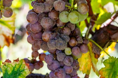 Barsac köyündeki Sauternes üzüm bağlarındaki Semillon üzümlerini hasat etmeye hazır ve nazır Botrytis cinerea soylu çürümesinden etkilenmiş, Fransa Bordeaux 'daki tatlı Sauternes şaraplarından yapılmış