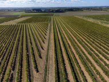 Hava görüntüsü. Konyak beyaz şarap bölgesinde hasat zamanı, Charente, ugni blanc üzümü hasadı için hazır konyak güçlü ruhlar damıtma, Yeni Aquitaine, Fransa