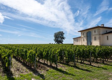 Saint-Emilion şarap hasat zamanı Bordeaux 'nun sağ kıyısında, olgunlaşmış ve hasat etmeye hazır Merlot veya Cabernet Sauvignon kırmızı şarap üzümleri, Fransa, Eylül ayında