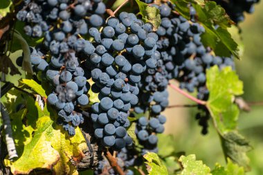 Bordeaux, Pauillac 'taki Haut-Medoc üzüm bağları, Gironde Estuary, Fransa' nın sol kıyısında toplanmaya hazır kırmızı Cabernet Sauvignon üzüm bağları...