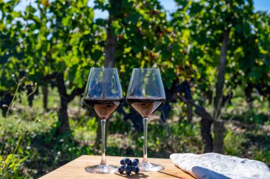 Şarap tatma ve sıra sıra şarap kırmızı üzümler Saint-Emilion şarap üretim bölgesi, Pomerol, Bordeaux 'da sağ kıyısı, olgunlaşmış ve hasat için hazır Merlot veya Cabernet Sauvignon kırmızı üzümleri, Fransa