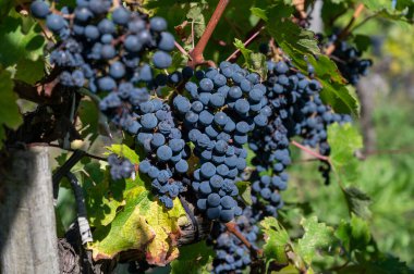 Saint-Emilion şarap hasat zamanı Bordeaux 'nun sağ kıyısında, olgunlaşmış ve hasat etmeye hazır Merlot veya Cabernet Sauvignon kırmızı şarap üzümleri, Fransa, Eylül ayında