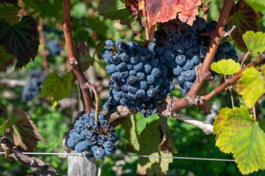 Bordeaux, Pauillac 'taki Haut-Medoc üzüm bağları, Gironde Estuary, Fransa' nın sol kıyısında toplanmaya hazır kırmızı Cabernet Sauvignon üzüm bağları...