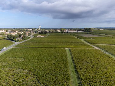 Gironde Estuary 'nin sol kıyısında, kırmızı üzümlü yeşil üzüm bağları, kırmızı Sauvignon üzümleri, Bordeaux, Fransa' da ünlü Haut-Medoc kırmızı şarap üretim bölgesi, hasat zamanı.