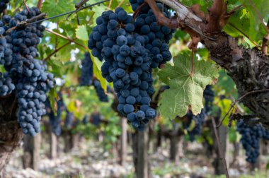 Bordeaux 'daki Margeaux köyünde çeşitli Haut-Medoc üzüm bağları, Fransa' nın Gironde Estuary bankasının sol kıyısında toplanmaya hazır kırmızı Cabernet Sauvignon üzüm bağları Eylül ayında