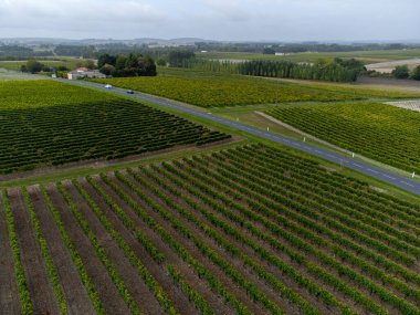 Hava görüntüsü. Konyak beyaz şarap bölgesinde hasat zamanı, Charente, ugni blanc üzümü hasadı için hazır konyak güçlü ruhlar damıtma, Yeni Aquitaine, Fransa