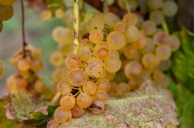 Konyak beyaz şarap bölgesinde hasat zamanı, Charente, ugni blanc üzümü hasadı için hazır konyak güçlü ruhlar damıtma, Yeni Aquitaine, Fransa