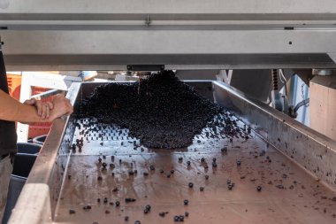 Hasat, Bordeaux 'nun sağ kıyısındaki Saint-Emilion şarap üretim bölgesinde çalışır. Elleriyle Merlot ya da Cabernet Sauvignon kırmızı şarap üzümlerini toplar, ayırır ve ezer.