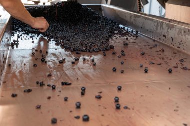 Hasat, Bordeaux 'nun sağ kıyısındaki Saint-Emilion şarap üretim bölgesinde çalışır. Elleriyle Merlot ya da Cabernet Sauvignon kırmızı şarap üzümlerini toplar, ayırır ve ezer.