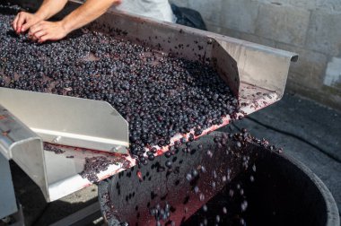 Hasat, Bordeaux 'nun sağ kıyısındaki Saint-Emilion şarap üretim bölgesinde çalışır. Elleriyle Merlot ya da Cabernet Sauvignon kırmızı şarap üzümlerini toplar, ayırır ve ezer.