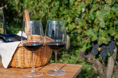 Bordeaux Bordeaux 'daki çeşitli Haut-Medoc üzüm bağları, Gironde Estuary, Fransa' nın sol kıyısı, hasat zamanı kırmızı Cabernet Sauvignon üzüm bağları ile harmanlanmış kırmızı şarap tatma