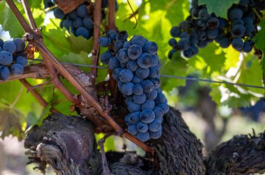 Saint-Emilion şarap hasat zamanı Bordeaux 'nun sağ kıyısında, olgunlaşmış ve hasat etmeye hazır Merlot veya Cabernet Sauvignon kırmızı şarap üzümleri, Fransa, Eylül ayında