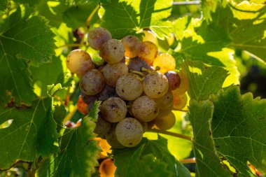 Barsac köyündeki Sauternes üzüm bağlarındaki Semillon üzümlerini hasat etmeye hazır ve nazır Botrytis cinerea soylu çürümesinden etkilenmiş, Fransa Bordeaux 'daki tatlı Sauternes şaraplarından yapılmış