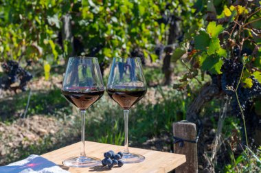 Şarap tatma ve sıra sıra şarap kırmızı üzümler Saint-Emilion şarap üretim bölgesi, Pomerol, Bordeaux 'da sağ kıyısı, olgunlaşmış ve hasat için hazır Merlot veya Cabernet Sauvignon kırmızı üzümleri, Fransa