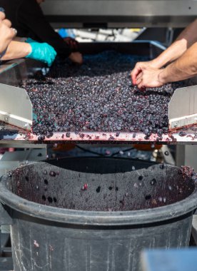 Hasat, Bordeaux 'nun sağ kıyısındaki Saint-Emilion şarap üretim bölgesinde çalışır. Elleriyle Merlot ya da Cabernet Sauvignon kırmızı şarap üzümlerini toplar, ayırır ve ezer.