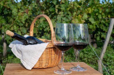 Bordeaux Bordeaux 'daki çeşitli Haut-Medoc üzüm bağları, Gironde Estuary, Fransa' nın sol kıyısı, hasat zamanı kırmızı Cabernet Sauvignon üzüm bağları ile harmanlanmış kırmızı şarap tatma